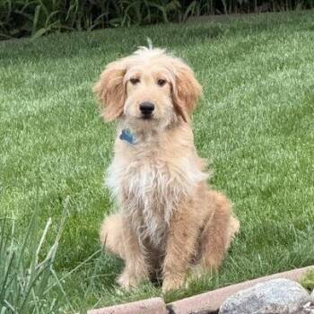 Poodle and Retriever Dogs Available for Adoption in Minneapolis, Minnesota - Calvin | PetCurious