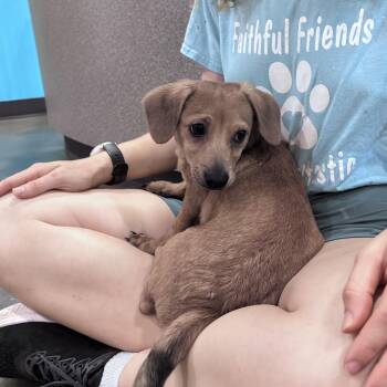 Dachshund Dogs Available for Adoption in Salisbury, North Carolina - Poof | PetCurious