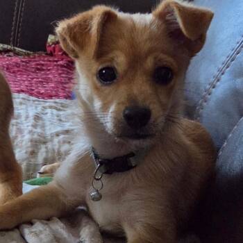 Mickey -  Chihuahua and Mixed Breed Dog for Adoption in Kannapolis, North Carolina - Mickey | PetCurious