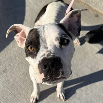 Penelope -  Pit Bull Terrier Dog for Adoption in Krum, Texas - Penelope | PetCurious