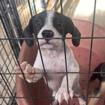 Buttons -  Mixed Breed and Shepherd Dog for Adoption in San Francisco, California - Buttons | PetCurious