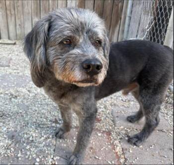 Harry -  Terrier and Mixed Breed Dog for Adoption in New Orleans, Louisiana - Harry | PetCurious