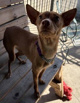 Miniature Pinscher Dogs Available for Adoption - Valentine | PetCurious