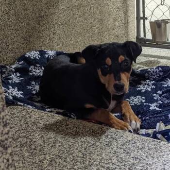 Rescue Beagle and Black Labrador Retriever Dogs for Adoption in Fairfax Station, Virginia - Rocky | PetCurious