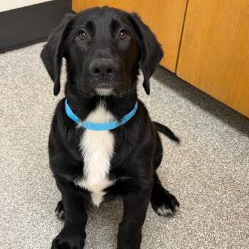Bender -  Retriever and Newfoundland Dog Dog for Adoption in Durango, Colorado - Bender | PetCurious