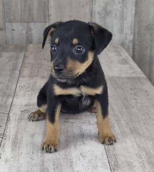Joy -  Australian Cattle Dog Blue Heeler and Mixed Breed Dog for Adoption in Shreveport, Louisiana - Joy | PetCurious
