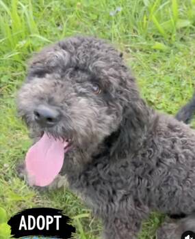 Bach Chocolate -  Border Collie and Poodle Dog for Adoption in Woodlawn, Tennessee - Bach Chocolate | PetCurious