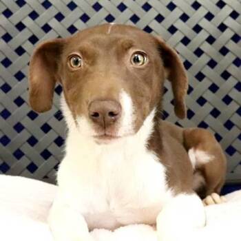 Labrador Retriever Dogs Available for Adoption in Midland, Texas - Klee | PetCurious