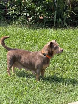 Blue Bell -  Australian Kelpie Dog for Adoption in Partlow, Virginia - Blue Bell | PetCurious