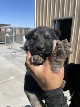 Crew -  German Shepherd Dog Dog Available for Adoption in Victorville, California - Crew | PetCurious