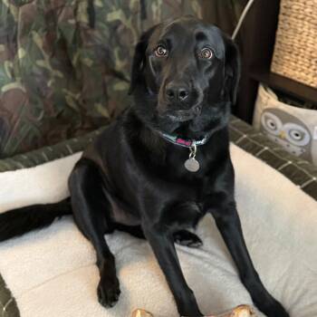 Archie -  Labrador Retriever Dog for Adoption in San Francisco, California - Archie | PetCurious