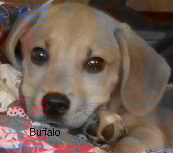 Buffalo -  Beagle and Mixed Breed Dog for Adoption in Saint Clairsville, Ohio - Buffalo | PetCurious