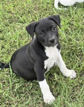Tux -  Pit Bull Terrier and Labrador Retriever Dog for Adoption in Watertown, Connecticut - Tux | PetCurious