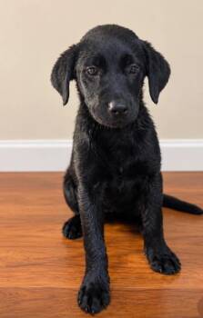 Maze -  Black Labrador Retriever Dog for Adoption in Churchville, New York - Maze | PetCurious