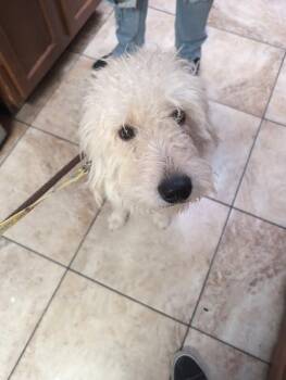 Scarecrow -  Mixed Breed Dog for Adoption in Cincinnati, Ohio - Scarecrow | PetCurious
