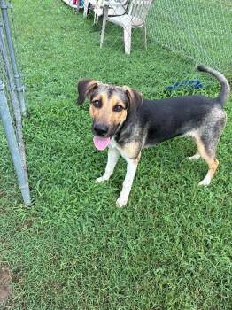 Elvis Presley -  Shepherd and Hound Dog for Adoption in Cambridge, Maryland - Elvis Presley | PetCurious
