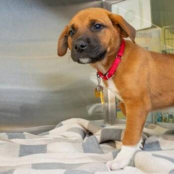 Great Pyrenees and Mixed Breed Dogs Available for Adoption in St. Louis, Missouri - NEPTUNE | PetCurious