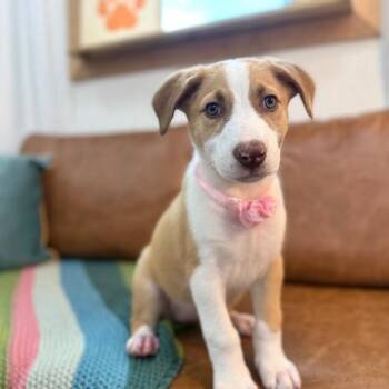 Allie Snugglebug -  Labrador Retriever and Shepherd Dog for Adoption in Friendswood, Texas - Allie Snugglebug | PetCurious