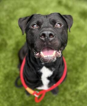 Rescue Mixed Breed Dogs for Adoption in Pontiac, Michigan - Jt | PetCurious