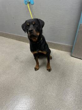 CHARLIE -  Rottweiler Dog for Adoption in Las Vegas, Nevada - CHARLIE | PetCurious