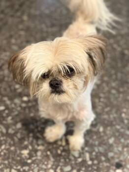 Shih Tzu Dogs Available for Adoption in Hillsborough, North Carolina - Otto | PetCurious