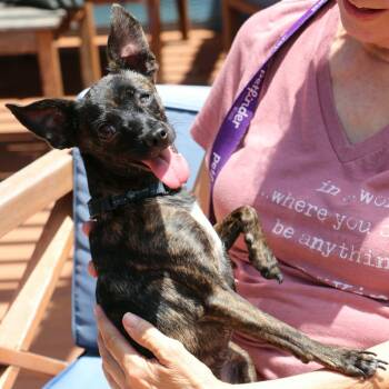 Chico Chihuahua -  Chihuahua and Miniature Pinscher Dog for Adoption in Corpus Christi, Texas - Chico Chihuahua | PetCurious