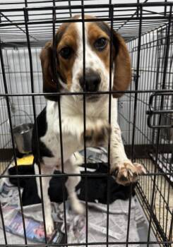 Duke -  Beagle Dog for Adoption in Saint Clairsville, Ohio - Duke | PetCurious