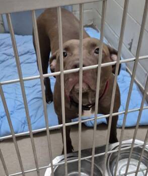 BROWN BETTY -  Pit Bull Terrier Dog for Adoption in Decatur, Illinois - BROWN BETTY | PetCurious