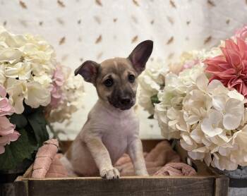 Elm -  Terrier Dog for Adoption in Newberg, Oregon - Elm | PetCurious