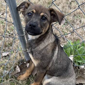 Shepherd Dogs Available for Adoption - Lucy | PetCurious