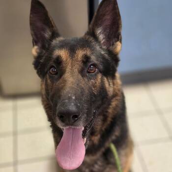 Mixed Breed Dogs Available for Adoption - Pebble | PetCurious