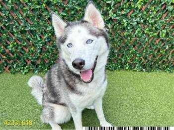 Mixed Breed Dogs Available for Adoption in West Palm Beach, Florida - LUNA BALUNA | PetCurious
