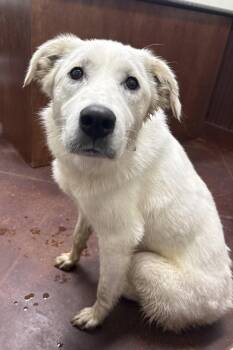 Great Pyrenees Dogs Available for Adoption in Newport, New Hampshire - DARCY | PetCurious