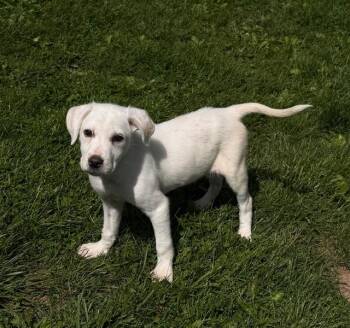 Frannie -  Labrador Retriever and Hound Dog Available for Adoption - Frannie | PetCurious