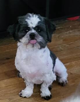 Teddy -  Shih Tzu Dog for Adoption in Boardman, Ohio - Teddy | PetCurious