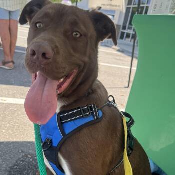 Shepherd Dogs Available for Adoption in Calabash, North Carolina - Snickers | PetCurious