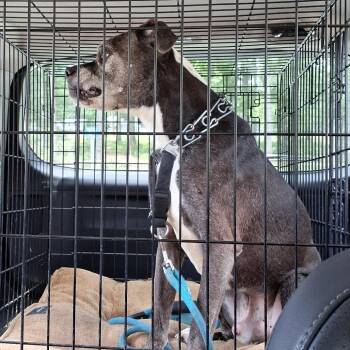 Chauncey -  Boxer Dog for Adoption in Greensboro, North Carolina - Chauncey | PetCurious
