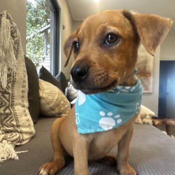 Dachshund Dogs Available for Adoption - Charlie: His Face And Personality Melt Our Hearts  | PetCurious
