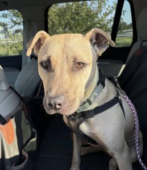 Haywood -  Pit Bull Terrier Dog for Adoption in Boston, Massachusetts - Haywood | PetCurious