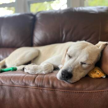 Rescue Labrador Retriever Dogs for Adoption in South Elgin, Illinois - Lyra - Home To Home | PetCurious