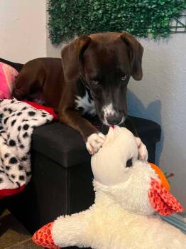 Mars -  Labrador Retriever Dog for Adoption in Woodstock, Ontario - Mars | PetCurious