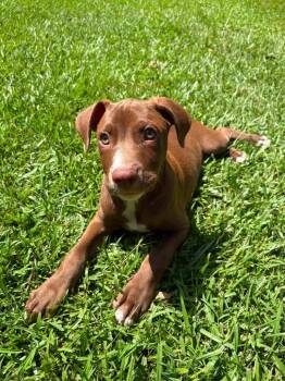 Arrow -  Mixed Breed Dog for Adoption in Taycheedah, Wisconsin - Arrow | PetCurious