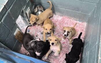 Nala -  Mixed Breed Dog for Adoption in Danielsville, Georgia - Nala | PetCurious