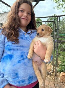 Labrador Retriever Dogs Available for Adoption in Troy, Virginia - Norland | PetCurious