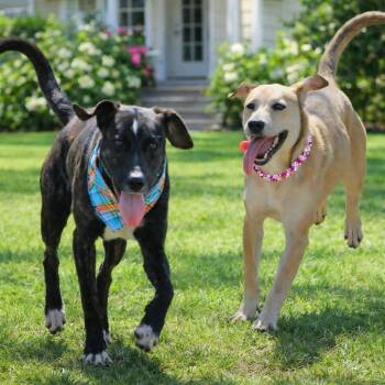 Yellow Labrador Retriever Dogs Available for Adoption - Daisy And Blackie - Bonded Pair | PetCurious