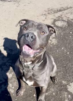 Pit Bull Terrier Dogs Available for Adoption - Zeus  | PetCurious