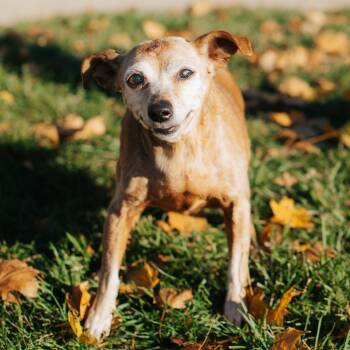 Rescue Chihuahua Dogs for Adoption in Northbrook, Illinois - Chugga Chugga | PetCurious