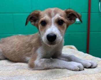 Rescue Anatolian Shepherd and Mixed Breed Dogs for Adoption in Kansas City, Missouri - Caleb | PetCurious