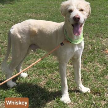 WHISKEY 425 -  Great Pyrenees and Labradoodle Dog for Adoption in New Berlin, Wisconsin - WHISKEY 425 | PetCurious