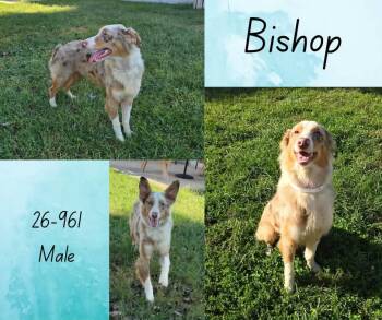 Bishop -  Australian Shepherd Dog for Adoption in Georgetown, Kentucky - Bishop | PetCurious